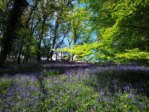 Bluebell Walk Calder Vale 5 May 2019