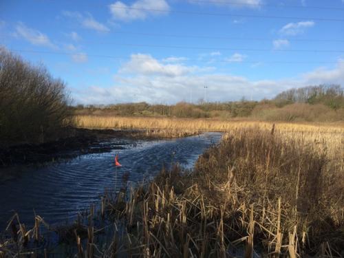 Heysham Nature Reserve 27 January 2019