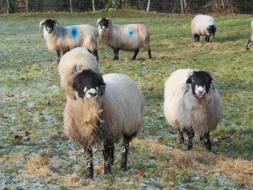 Roeburndale 15 December 2019