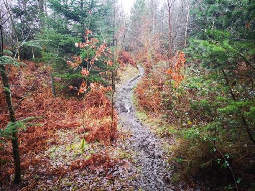 Sizergh, Underbarrow & Brigsteer 26 January 2020