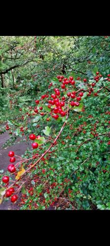 Beetham Heritage Walk 27 August 2023