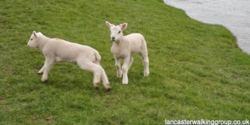 Caton, Halton & the Lune 12 March 2023