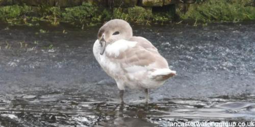 Conder Green & Canal 1 January 2023