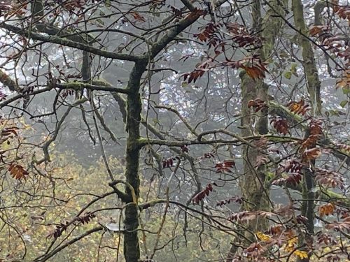 Gisburn Forest 12 October 2025