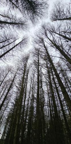 Gummers How 26 January 2025