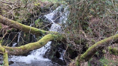 Staveley Woods 8 march 2026